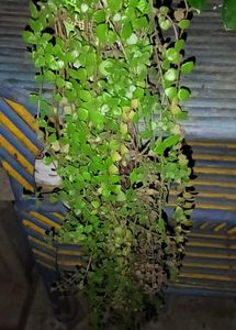 Different Verity Of Hanging Plants