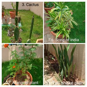 Plants