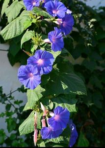 Morning Glory Seeds 🌹Very Beautiful Flowers As You Can See....same Colour...