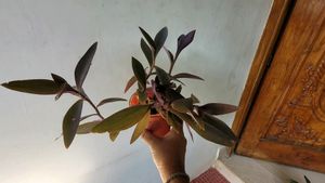 3 set evergreen Plants🪴