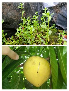 Egg Fruit And Brahmi Combo