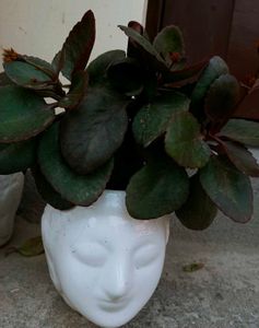 cutting and some live plants without pot