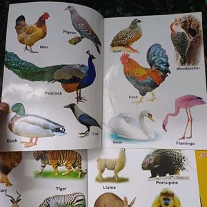 Toddler Books