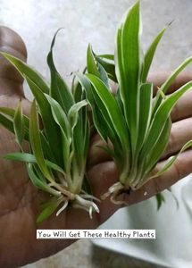 Chlorophytum Comosum - Variegated Spider Plant