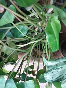 Philodendron With Roots