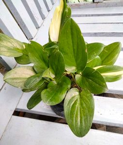 Mix Combo Plants
