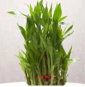 Lucky Bamboo 3 Layer Plant Pack Of 1 Without Bowl