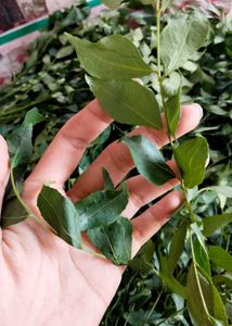 Curry Leaves
