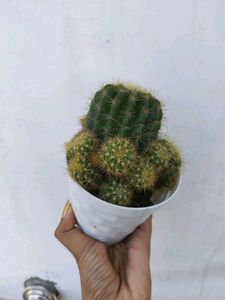 Yellow 💛 Ball Cactus 🌵 Big Plant