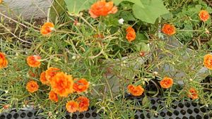 Combo Of 5 Plants