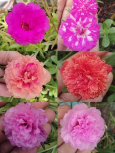 Combo Of 15 Colours Mixed Portulaca Plant