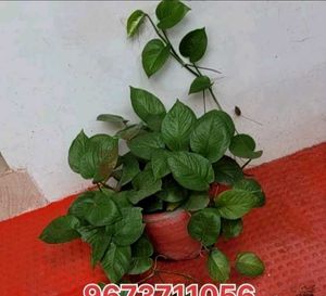 Set 3 Money &amp;.Dieffenbachia &amp; Red Areca Plant