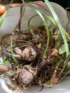 Rain Lilly Bulbs. Pack Of 4