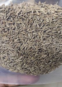 Cummin/ Jeera Seeds