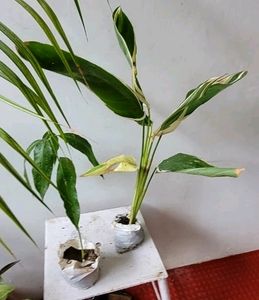 Pack 2 Big Mango 🥭 &amp; NeverNever Plants