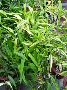 Combo Peace Lily Aloevera Lucky Bamboo Areca Palm