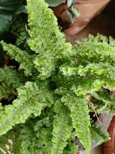Nephrolepis fern