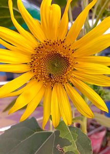 Sunflower Seeds + Freebies