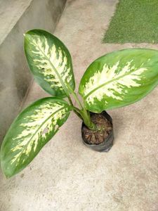 Indoor And Outdoor Plants Combo