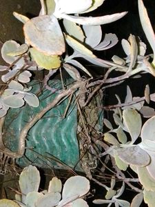 kalanchoe levender scallops succulent plants