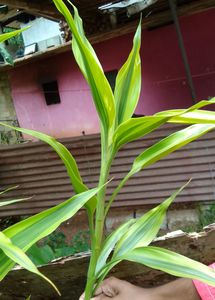 Lucky Bamboo