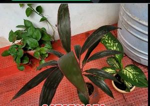 Set 3 Money &amp;.Dieffenbachia &amp; Red Areca Plant