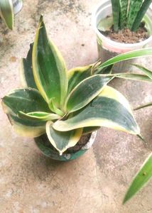 Total 6 Variety Snake Airpurifying Plant