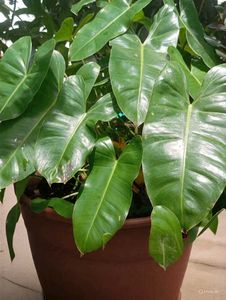 Combo Of 10 Live Root Plants ☘️🌱