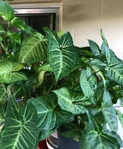 Syngonium Plant