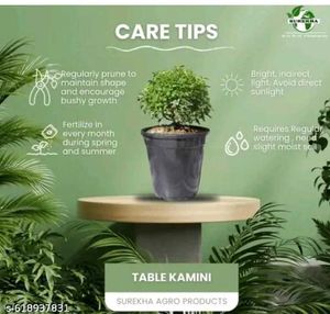 table Kamani plant