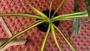 3 Set Beautiful Plants