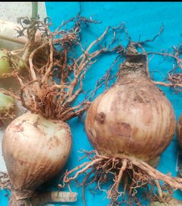 🌾 Pink Lily Bulbs (2 Nos.)