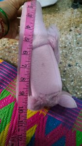 sandal or home footwear