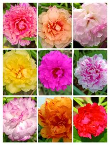 Portulaca Cuttings