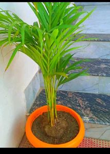 Combo Of Fresh New Plants