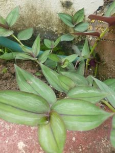Turtle Vines ( Wandering Jew ) Plants