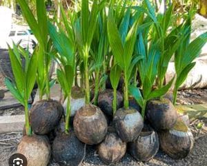 Banana And Coconut Saplings