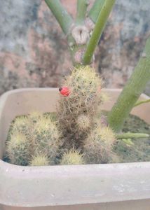 Cactus