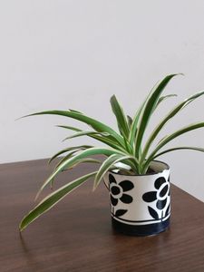 Spider Plant