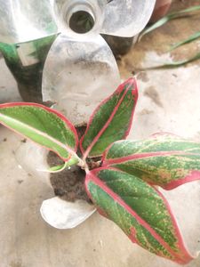 Price DropMega Combo 5 Type Semi Scullent Plant