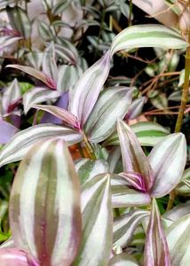 Purple-Green Wandering Jew (Tradescantia Zebrina)