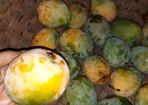 Organic Mango From Our Home Garden Without Any Chemicals Or Pesticides