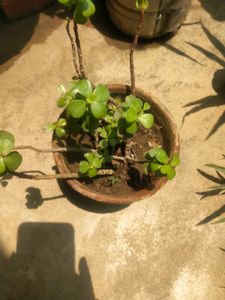 Lucky Jade Plant With Root Outdoor-indoor