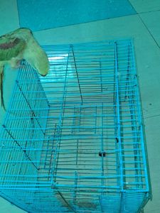 Blue Bird Cage