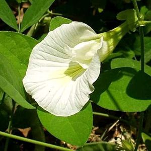 Flower Seeds Mixed