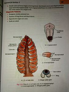 Class XI Biology Lab Manual