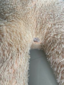 Giant Teddy