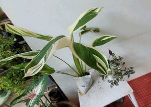 Set 2 Nevenever &amp; Zabronic Plants🌵