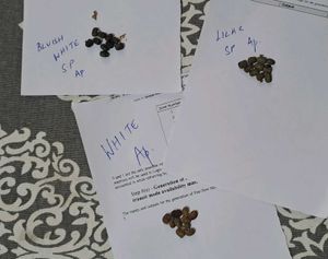 Aparajita Single Petal Seeds (3 different colors)