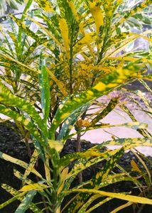 Golden Dust Thin Leaves Croton Stem  Available